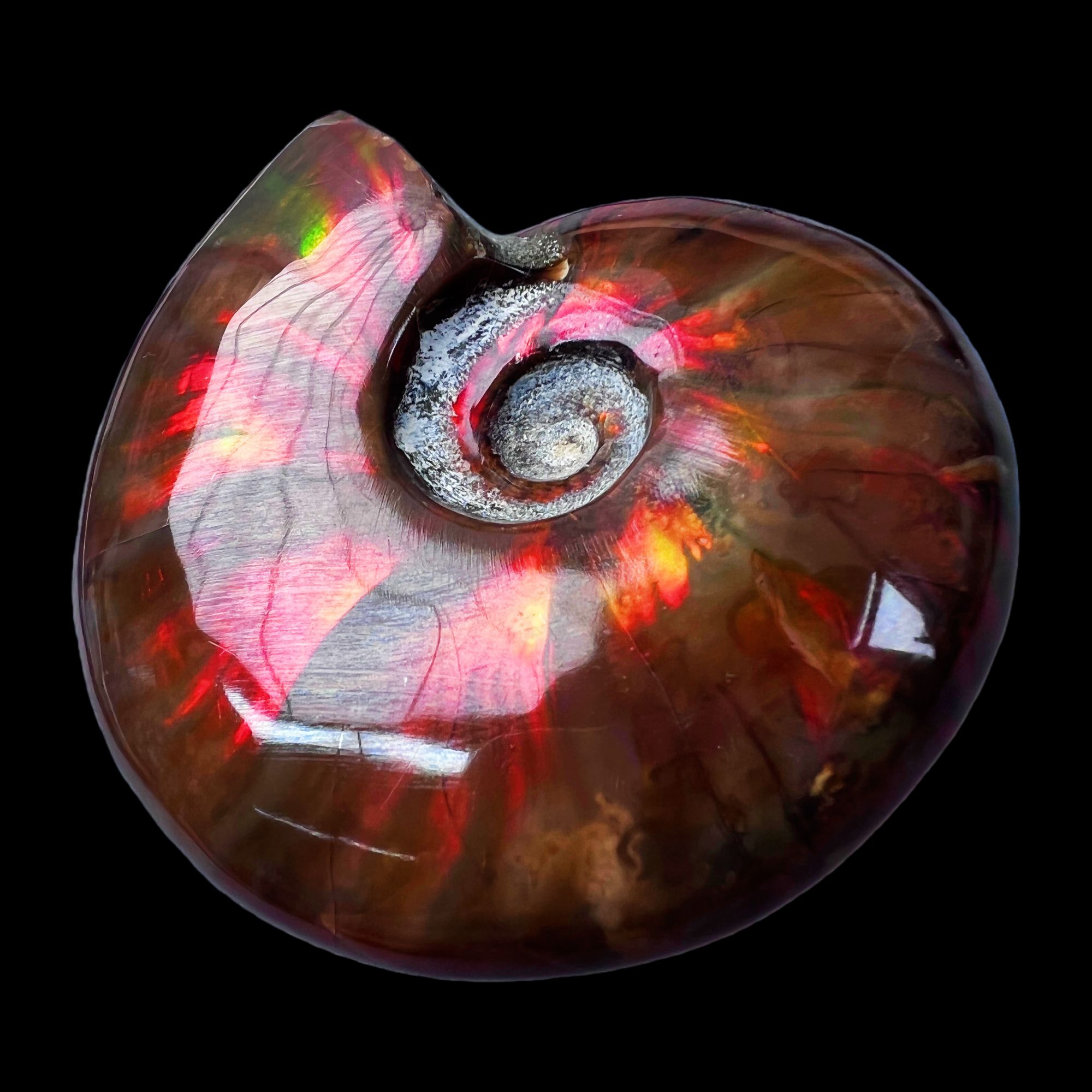 【 叶菊石（火凤凰）】68.4mm 马达加斯加 古贝壳 N-50 创意饰品 A53