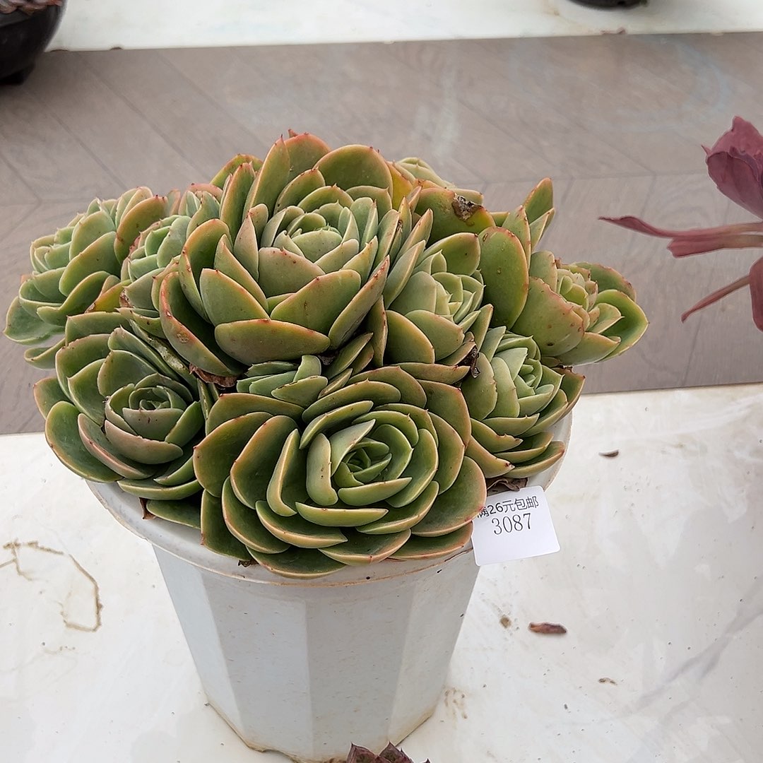 j***e3087新娜塔多肉植物