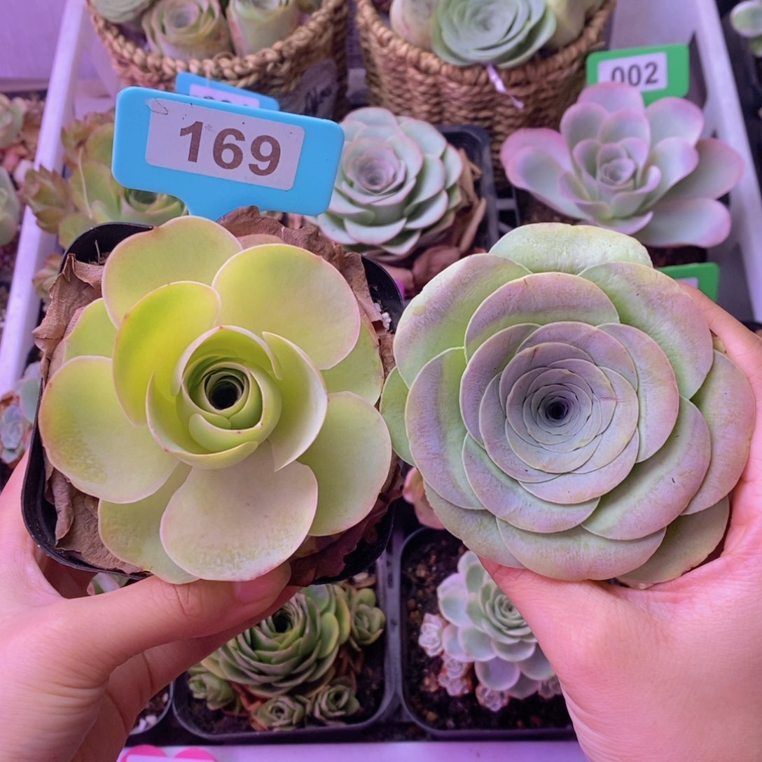 新人福利一物一拍169 裸根发