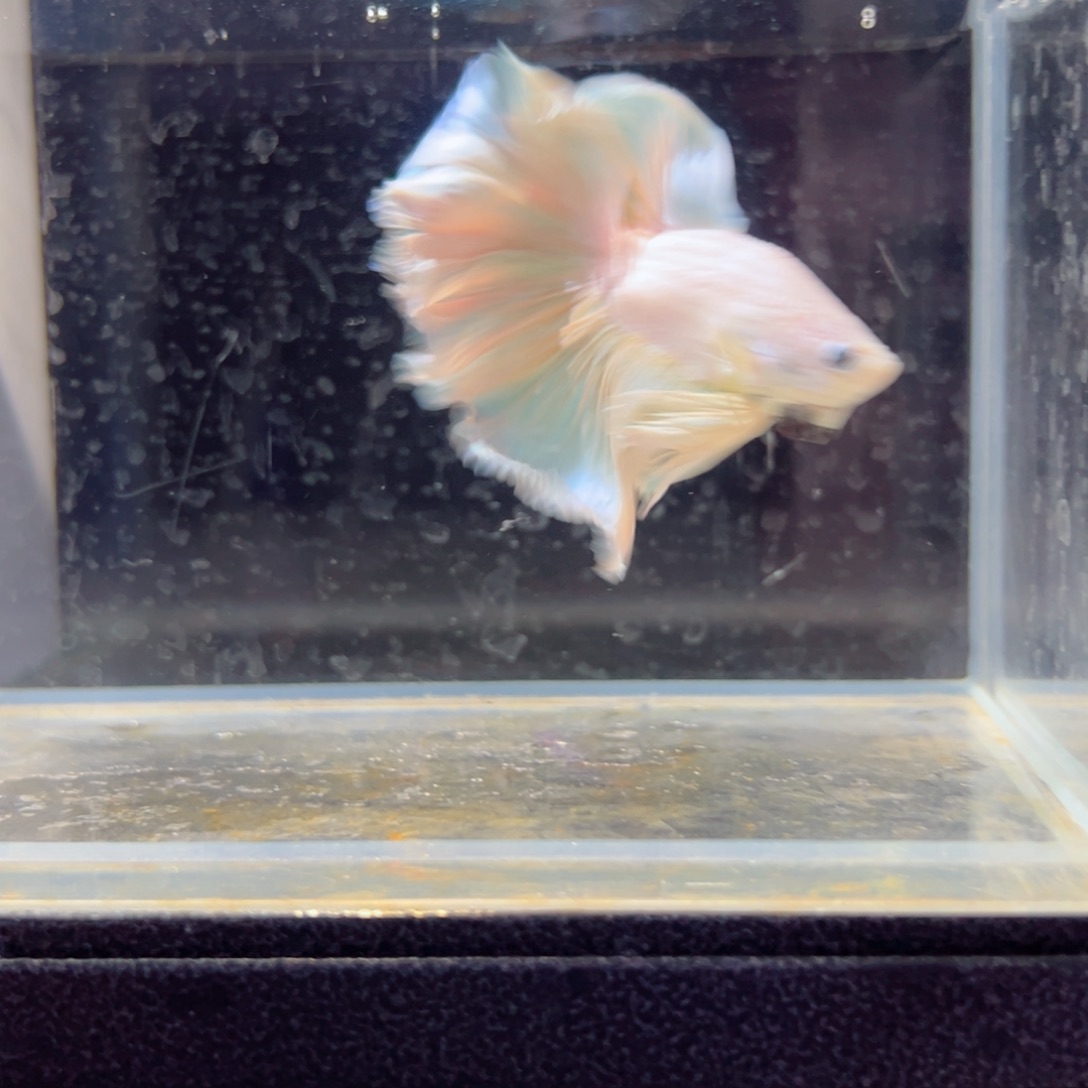 斗鱼浅色特殊尾hhhh