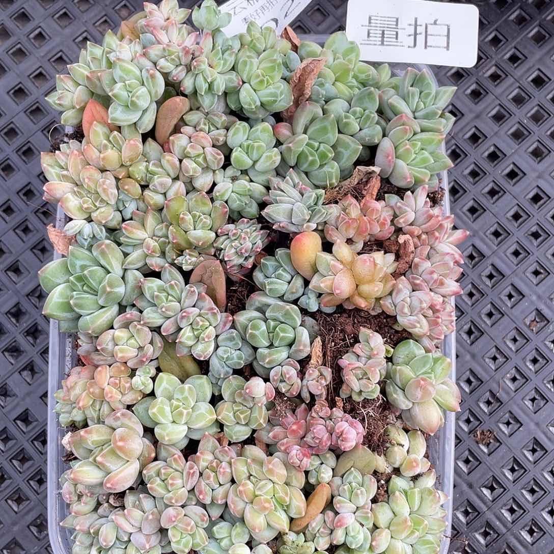 云糖心多肉植物23