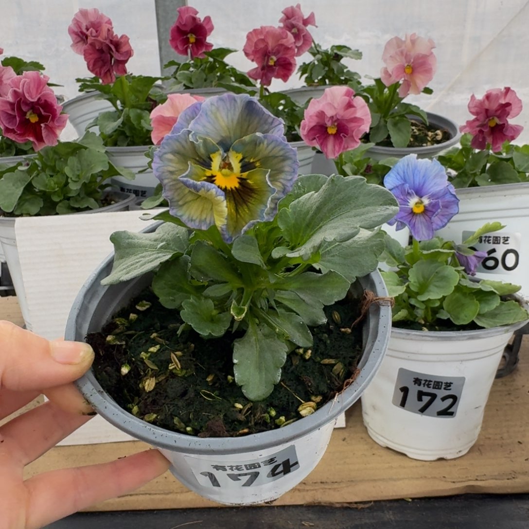 全部花朵174号角堇