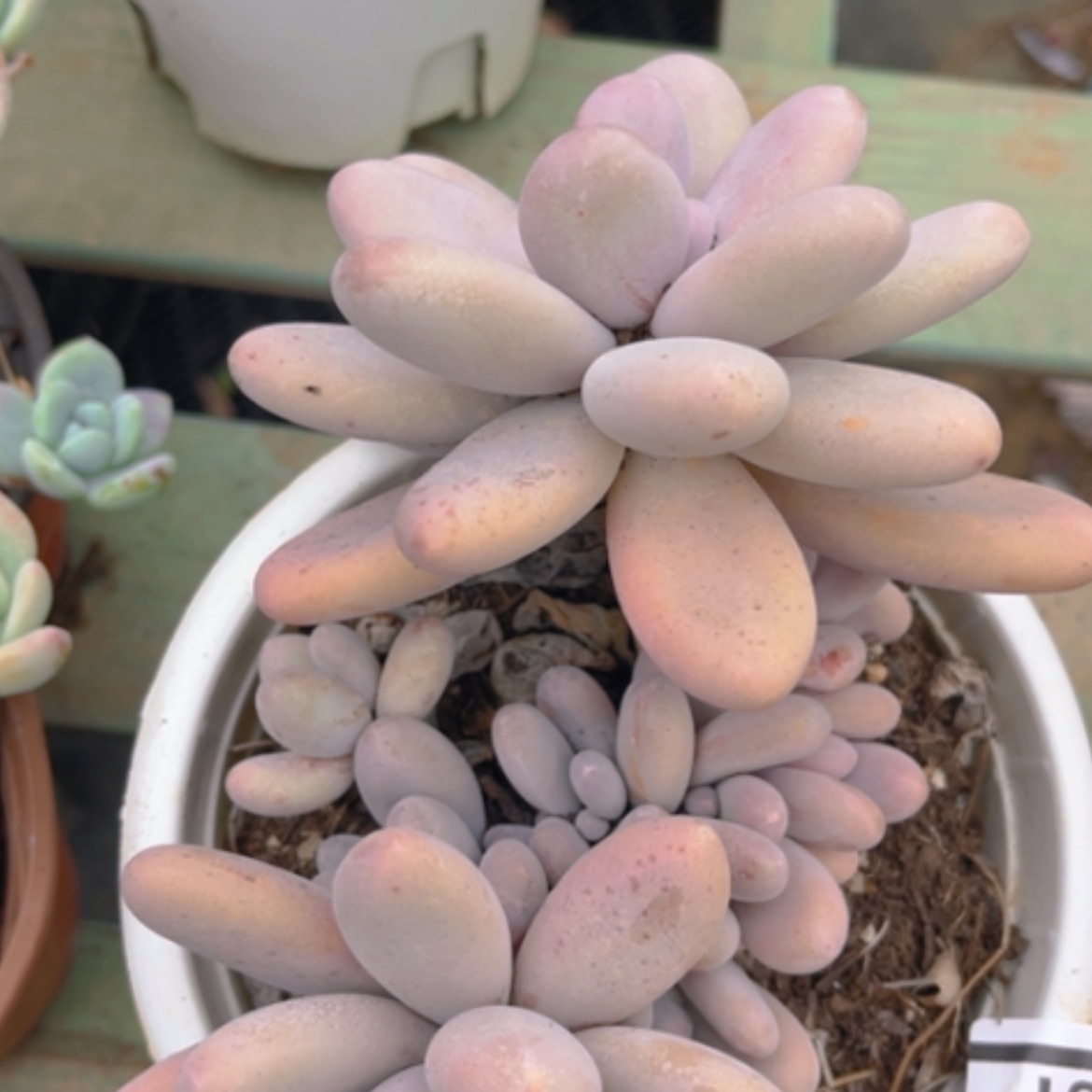 【闪购商品】原始奶0781 