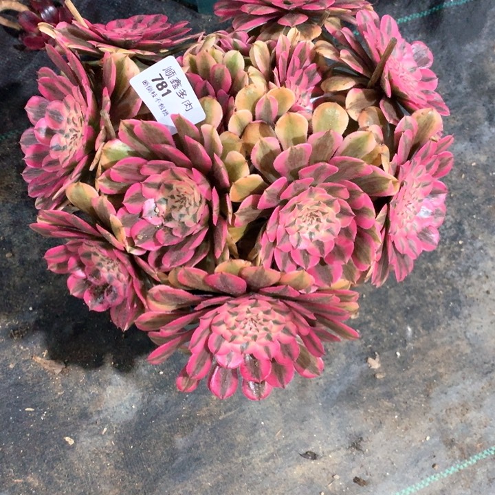 781粉同多肉植物