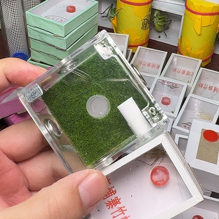 蟋蟀一个小生态盒一只竹蛉。 