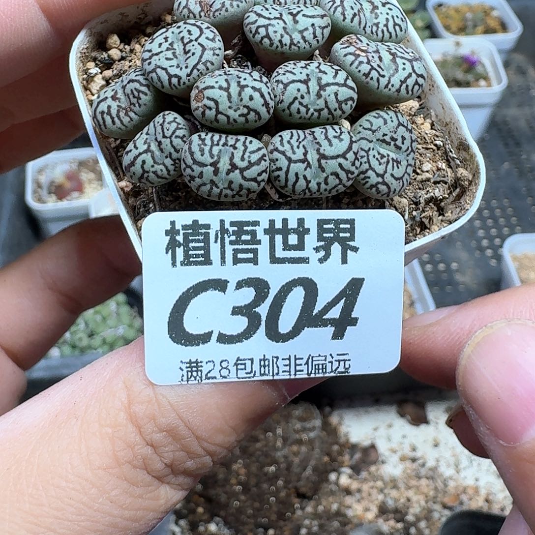 多肉植物的人啊fgb