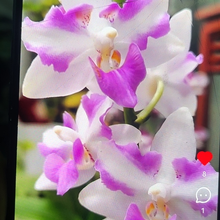 当前无花栽培后可以开花红猫