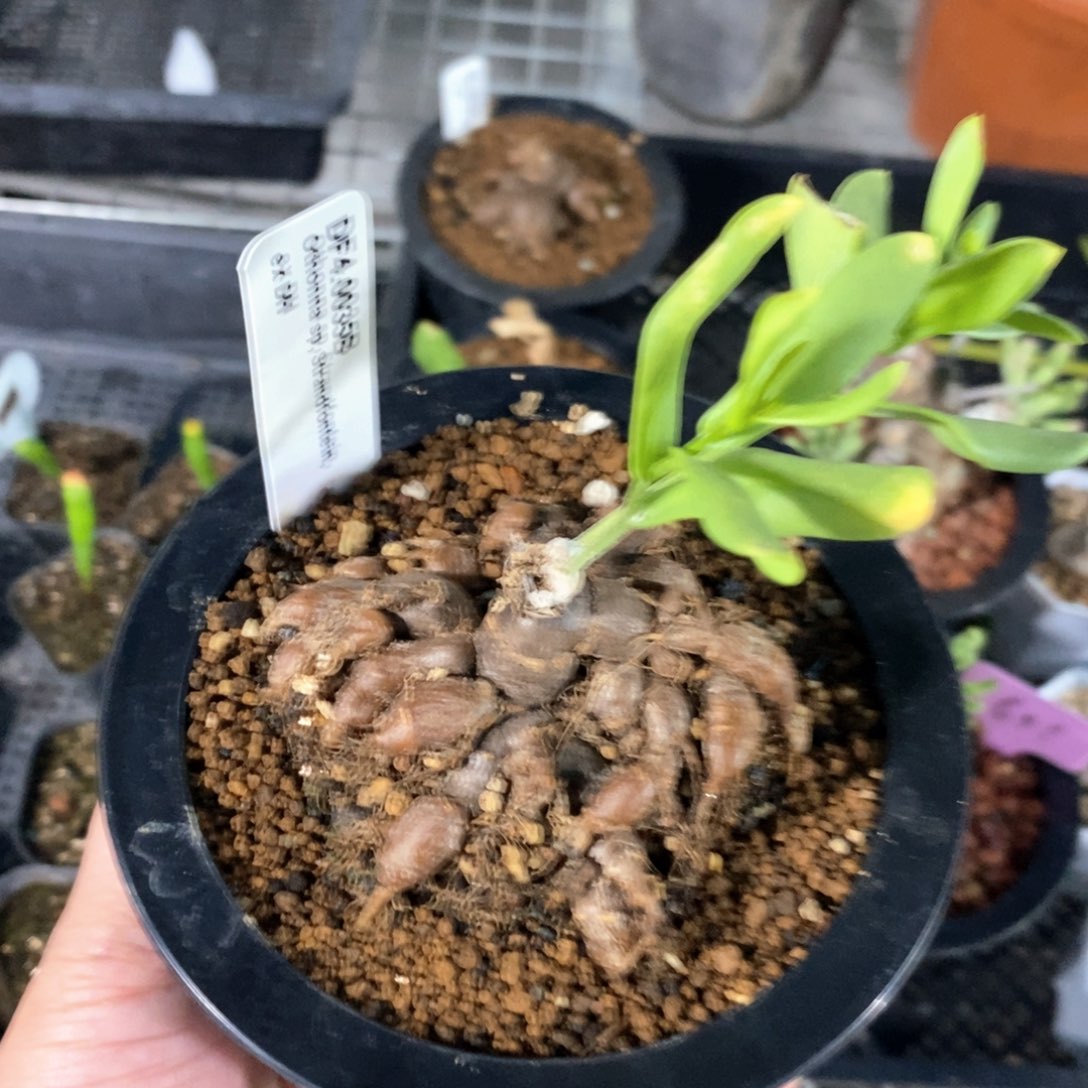 海星厚敦菊多肉植物