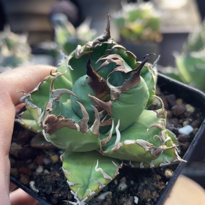 【闪购商品】灯养 魔丸