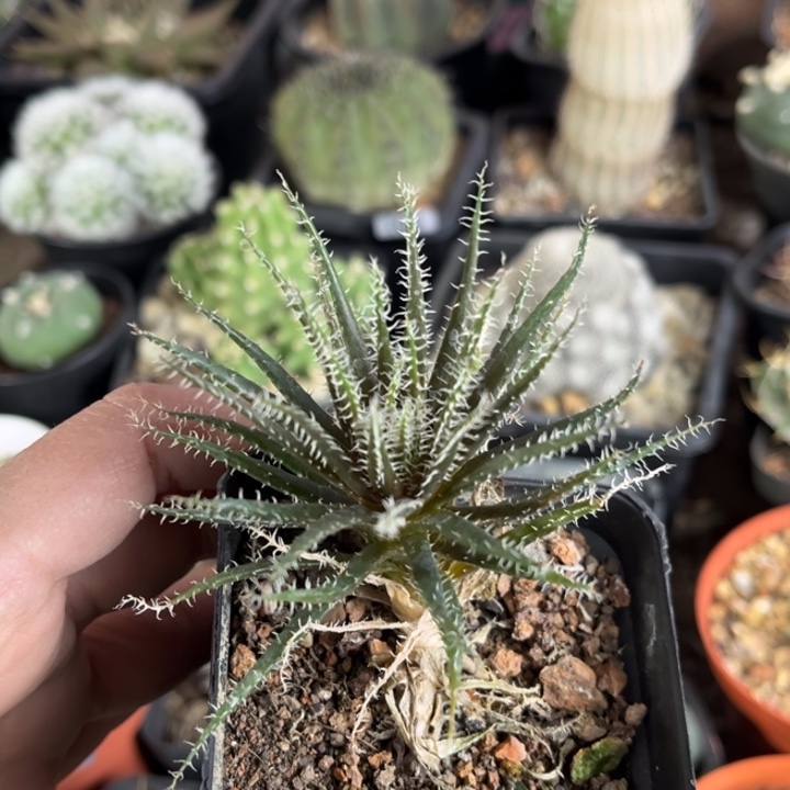 琉璃姬孔雀一物一拍自根