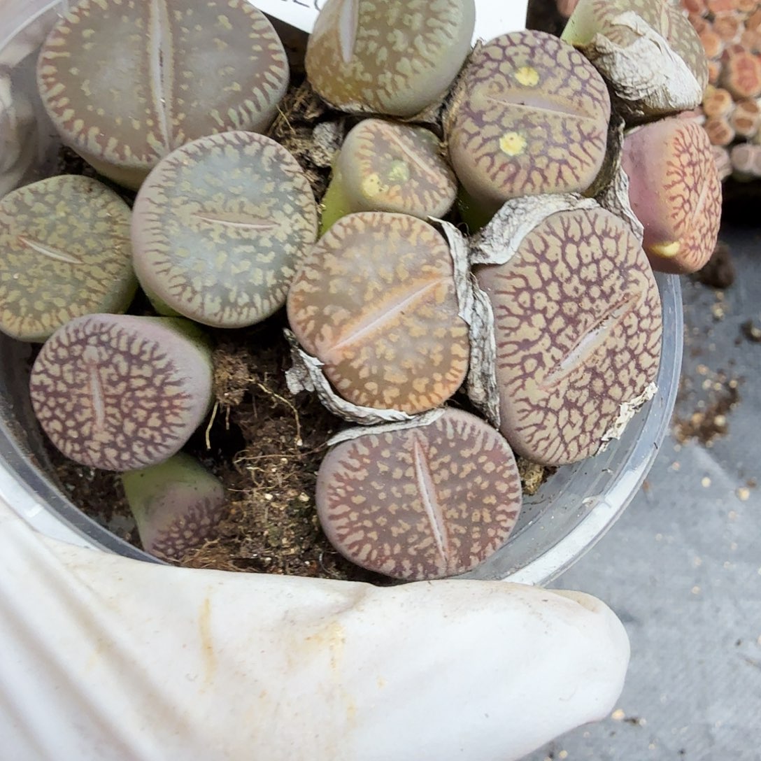 是一个充满生机盎然之前315哈哈