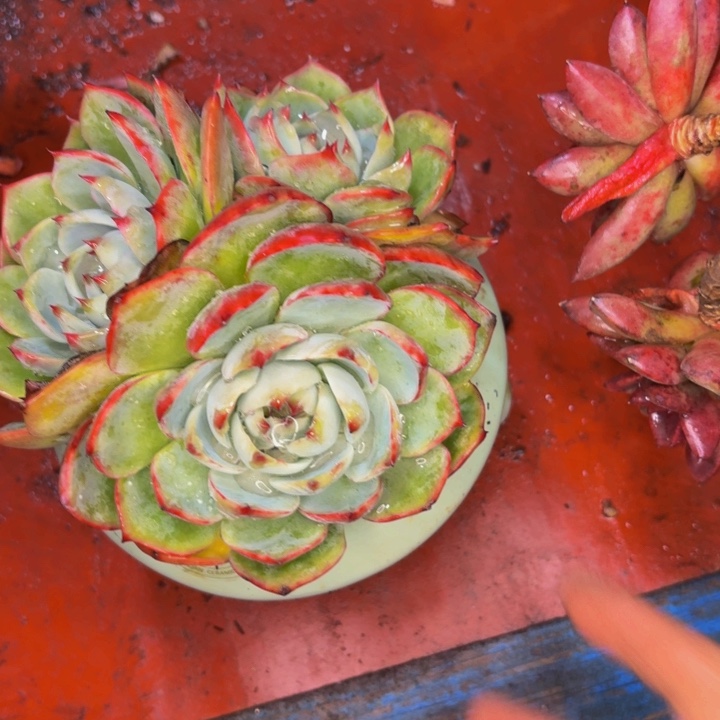 无***1老桩精品肉肉金活仙子