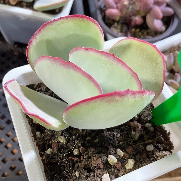 多肉植物白眉745