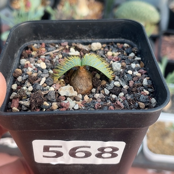 醫***馨568产地大型刺叶灯台百合