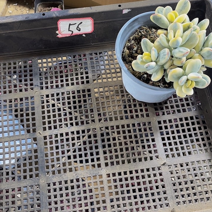 ゛***゛56号筐带盆土发货