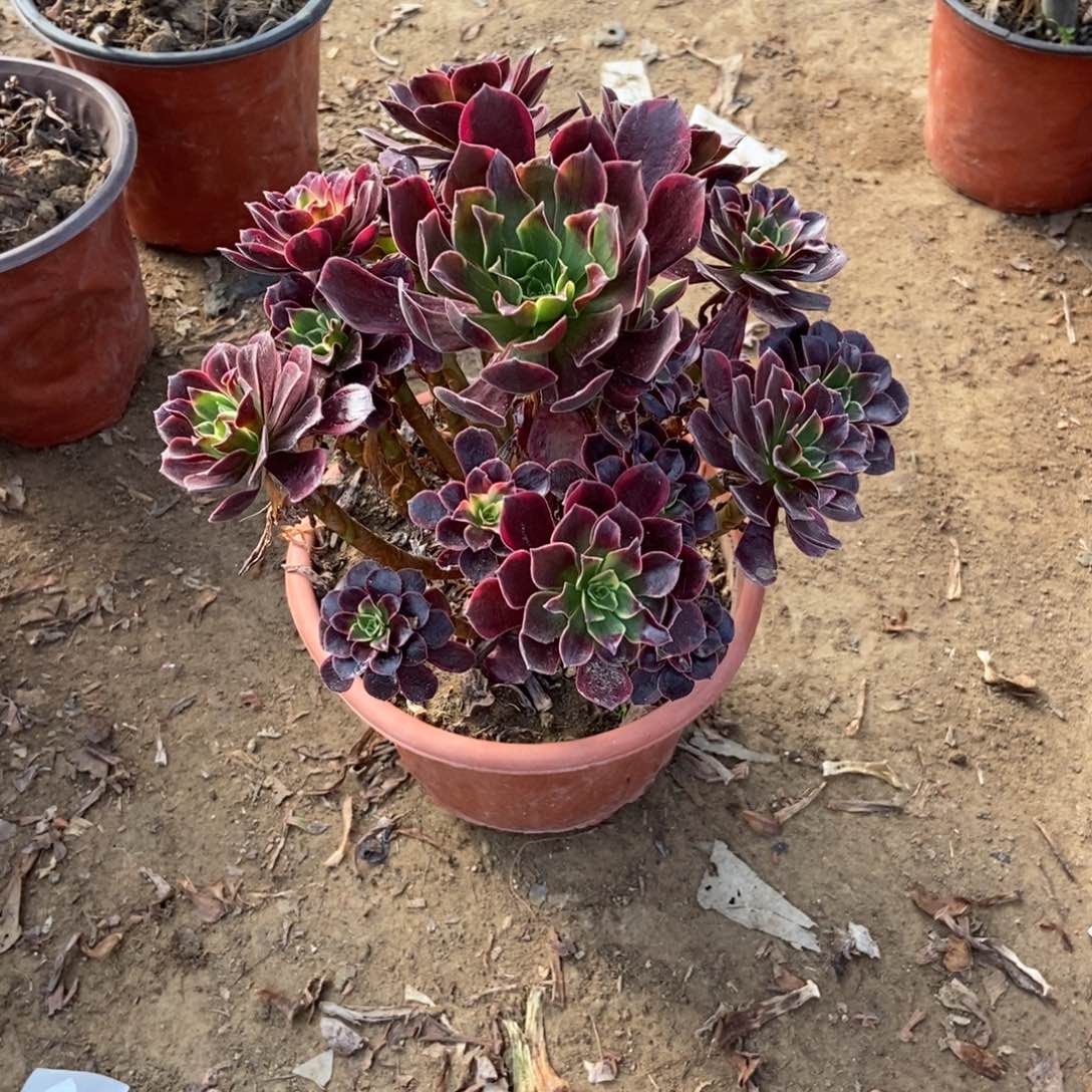 无花朵7号链接美杜莎优选景