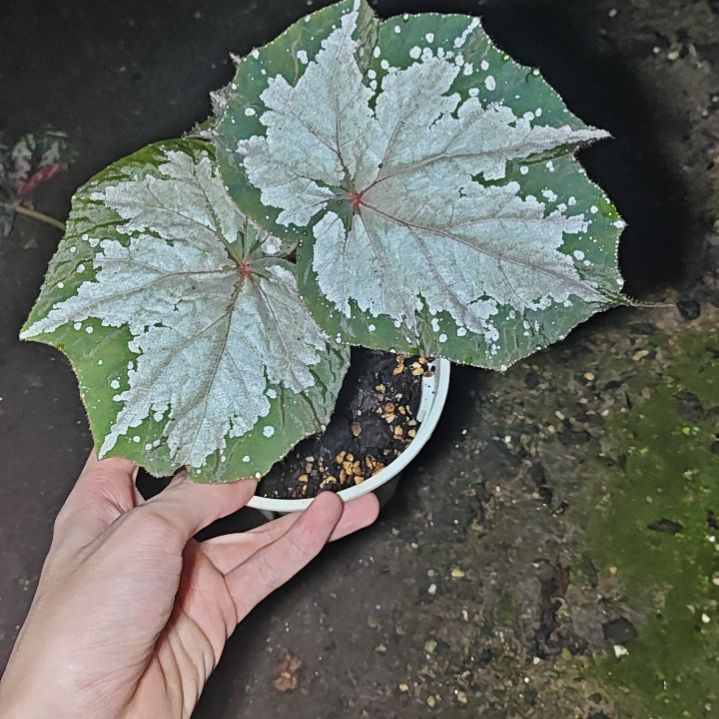 不知道名字的秋海棠