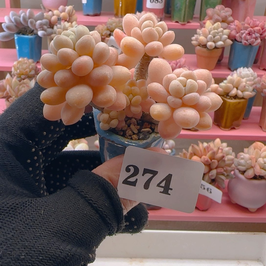 鱼子酱274 ，满38包邮非偏远。包邮非偏远。