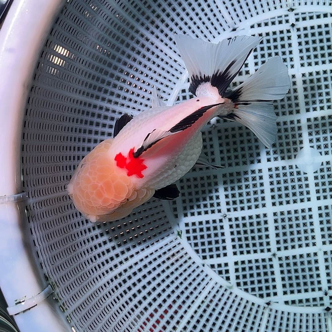 金鱼精品原泰玉面三色运费顺丰到付