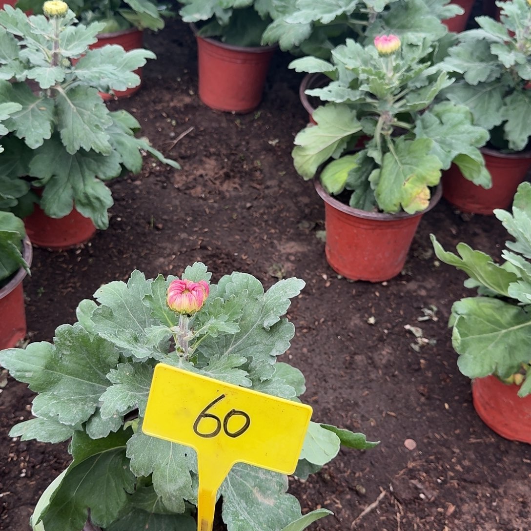 伊***然大部分花苞少量开放60圣者