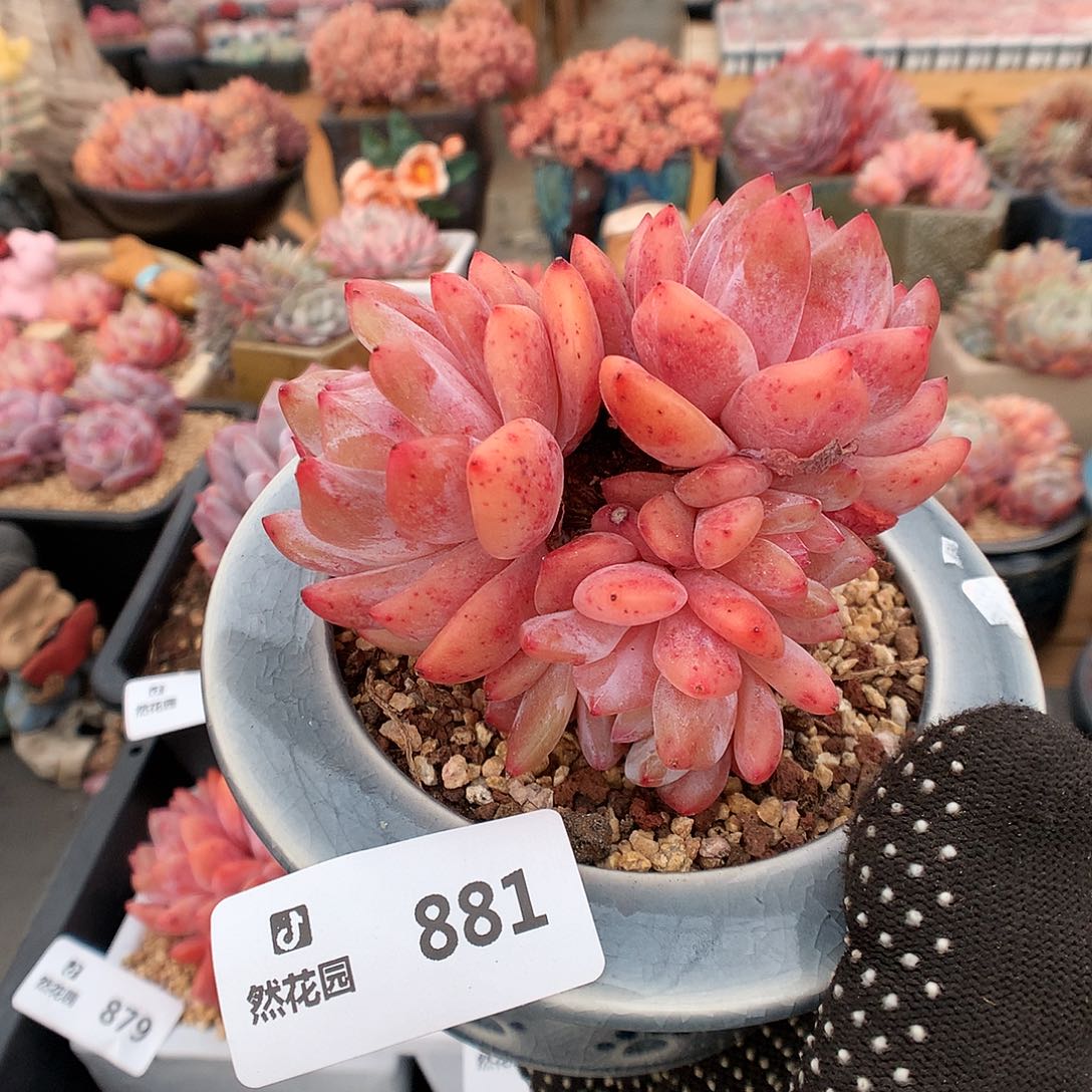 881雪天使多肉植物3666