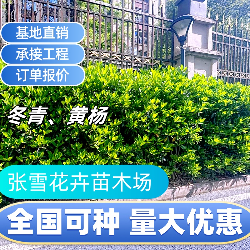 法国冬青大叶北海道黄杨庭院围栏植物耐寒四季常青篱笆工程绿化