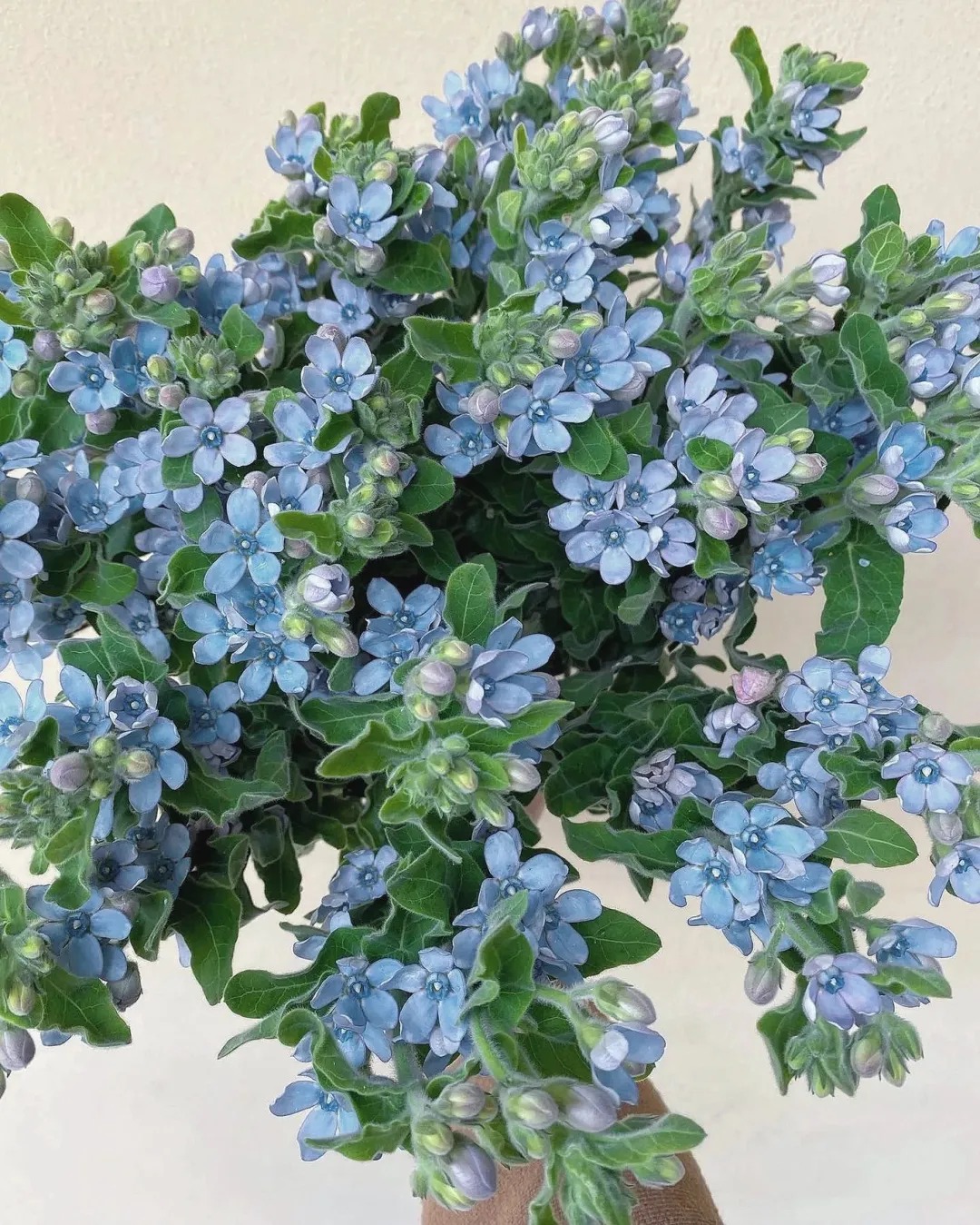 【蓝星花】一单包邮 云南鲜花昆明基地现采现发