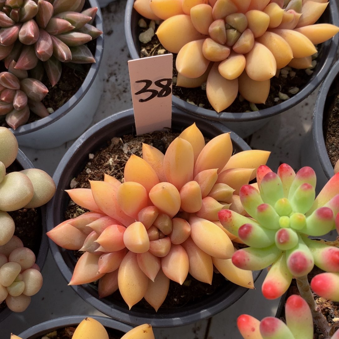 红香A呀uwywyuwwuuwe