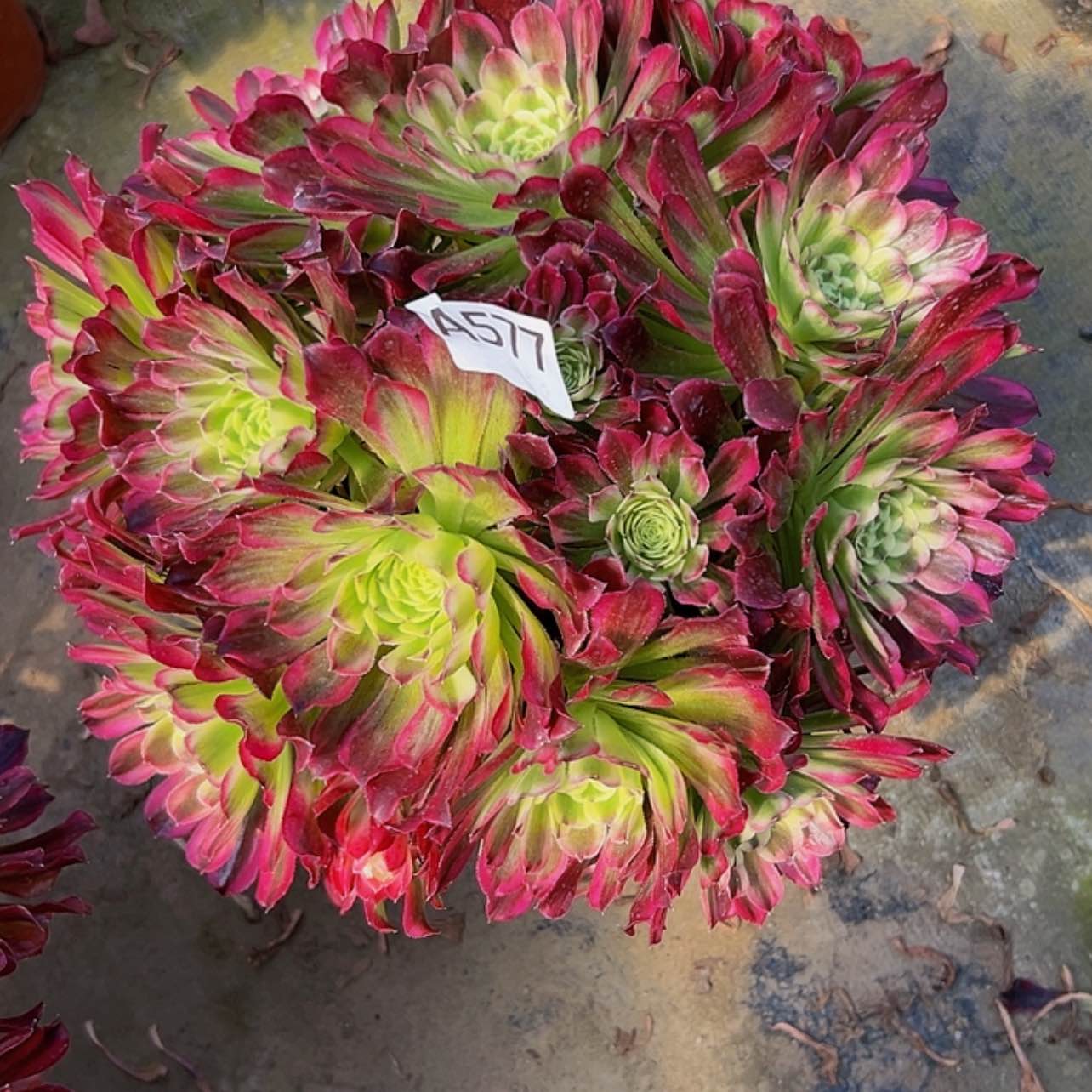 【闪购商品】多肉植物577水木年华 