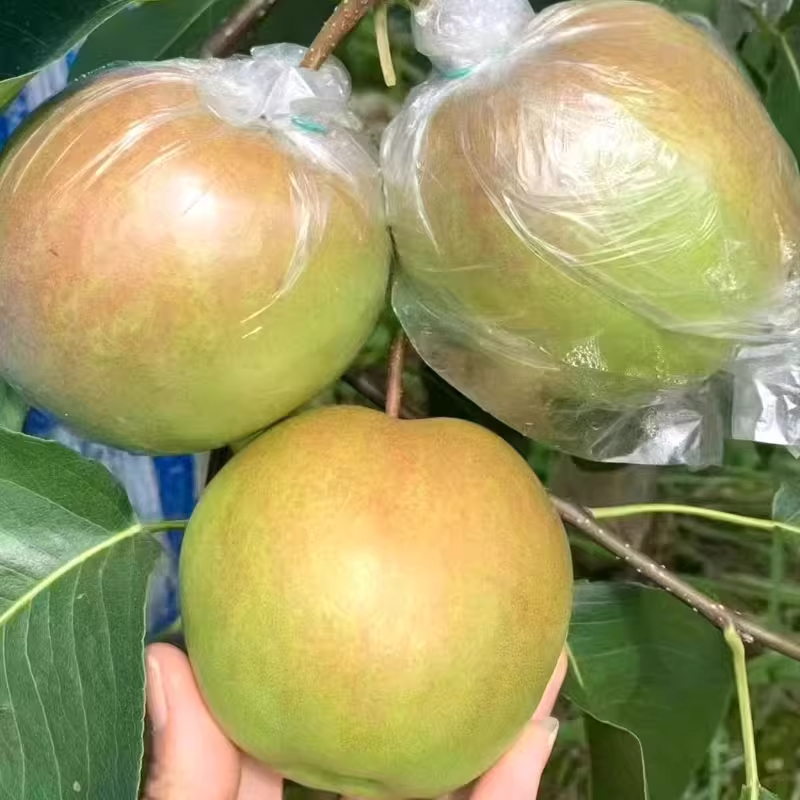 、【0004S1】隰县玉露香梨瑕疵果（果面有果锈或果斑）12颗装8斤
