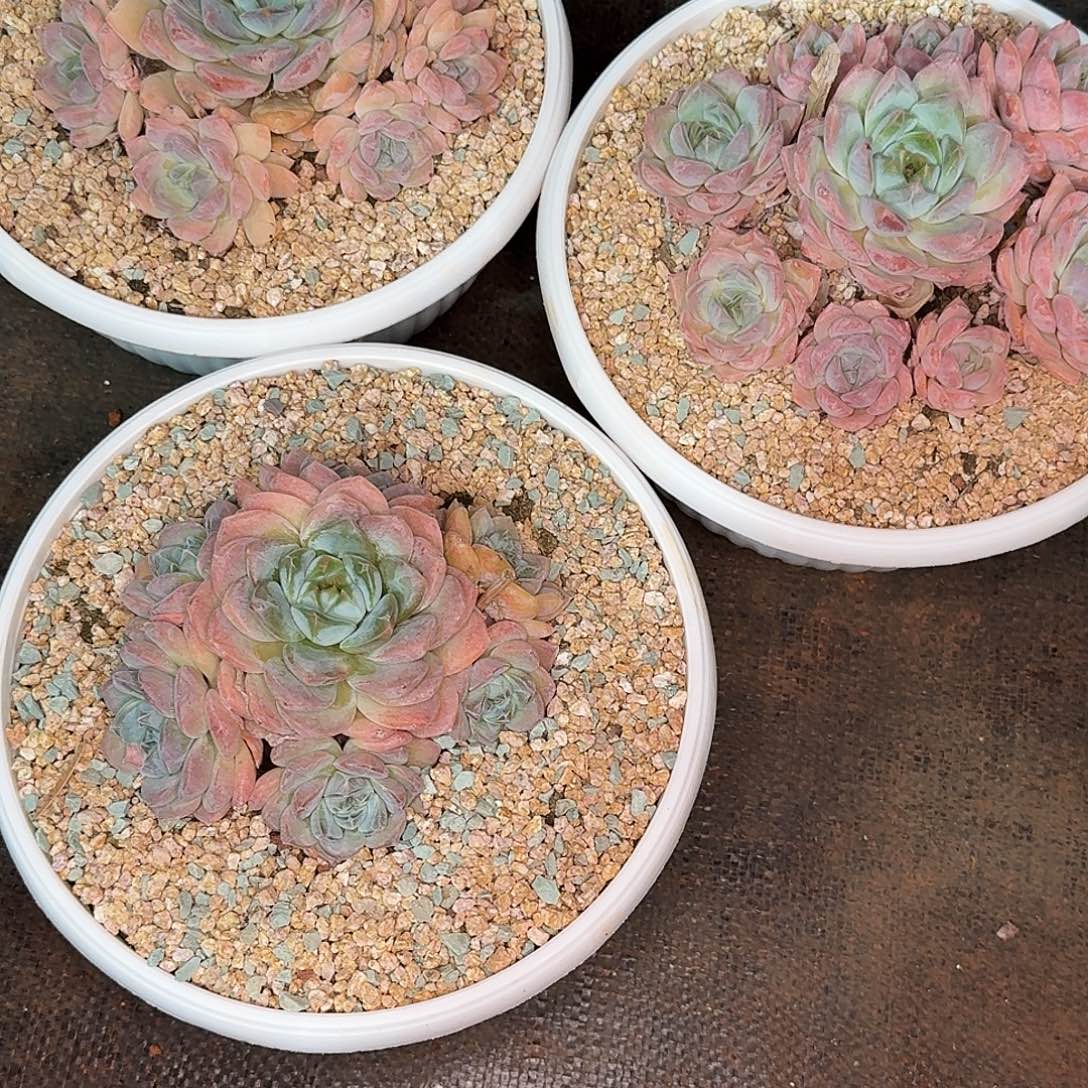蔬***子三颗多肉植物寄养