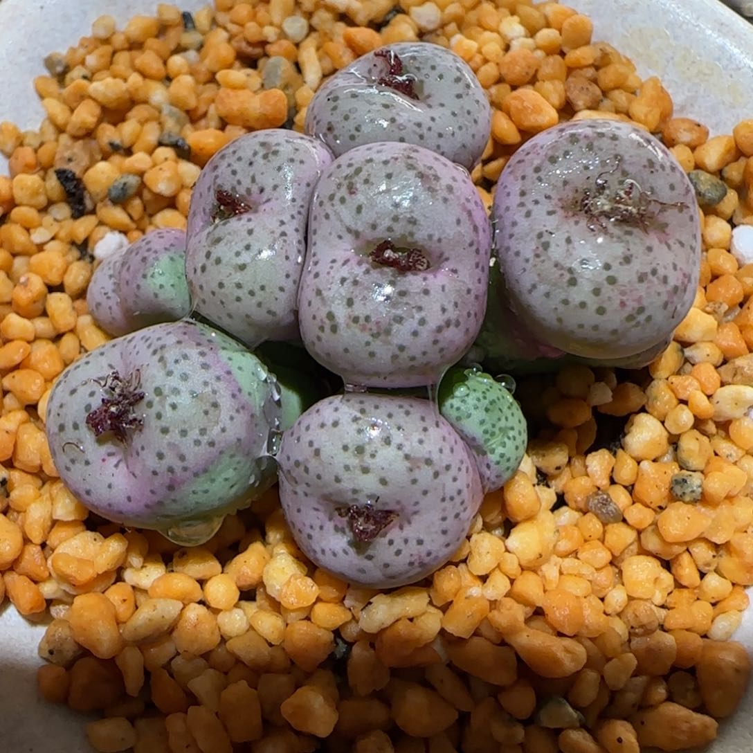 肉锥多肉植物百科-不带盆759