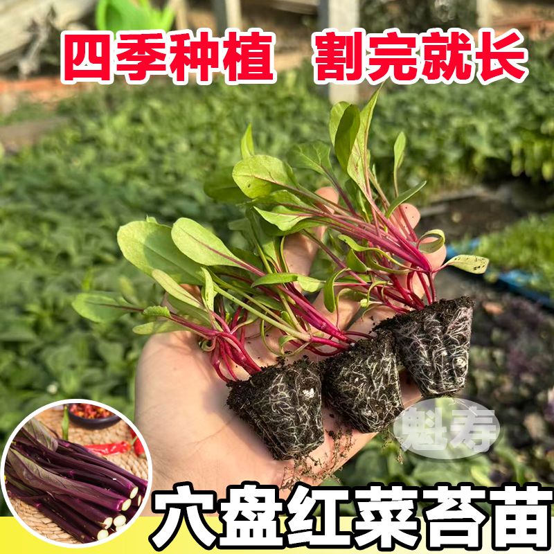红菜苔秧苗菜苔苗带土紫芸菜苔红油菜苔洪山菜苔湖北菜心蔬菜苗