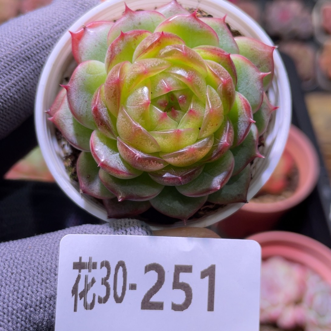 花利美30-251新品珍妮