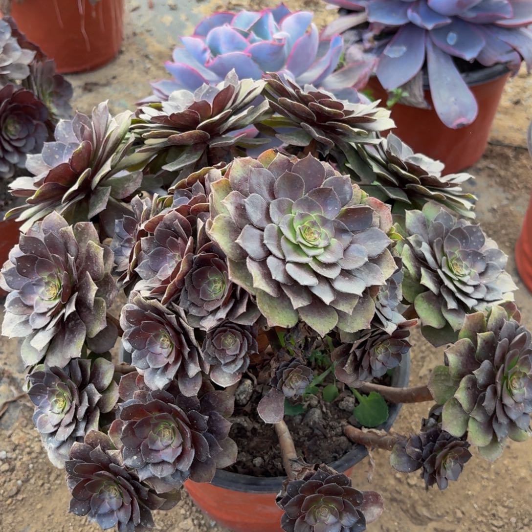 190多肉植物捧花的时候