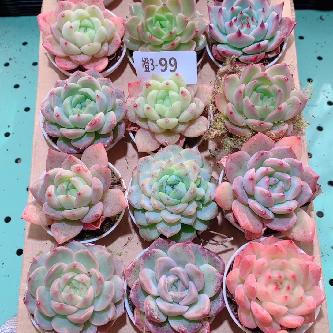 3-99一物一拍多肉带盆18颗