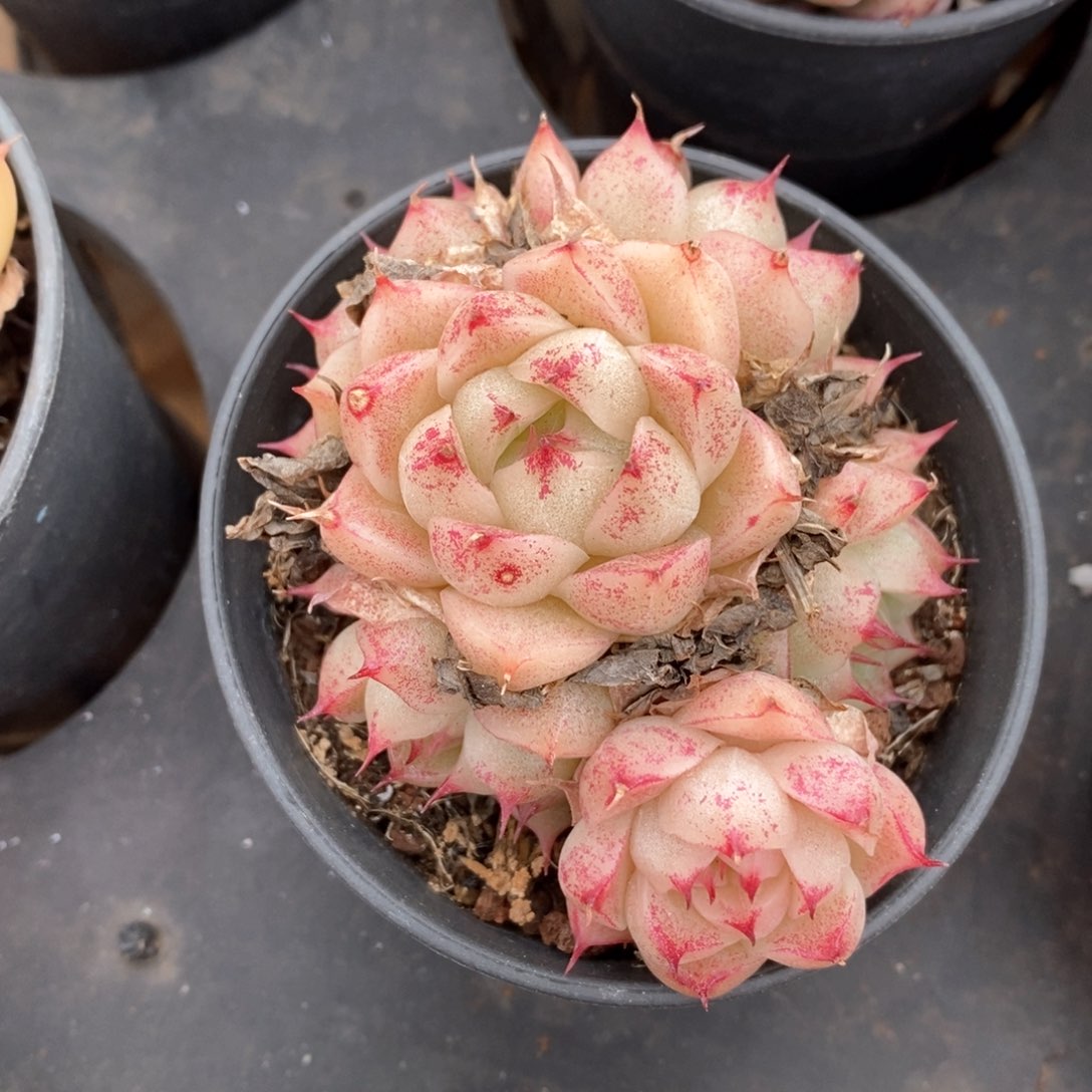 精品多肉一物一拍不包整68