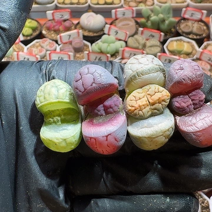 生石花2333:：。  76