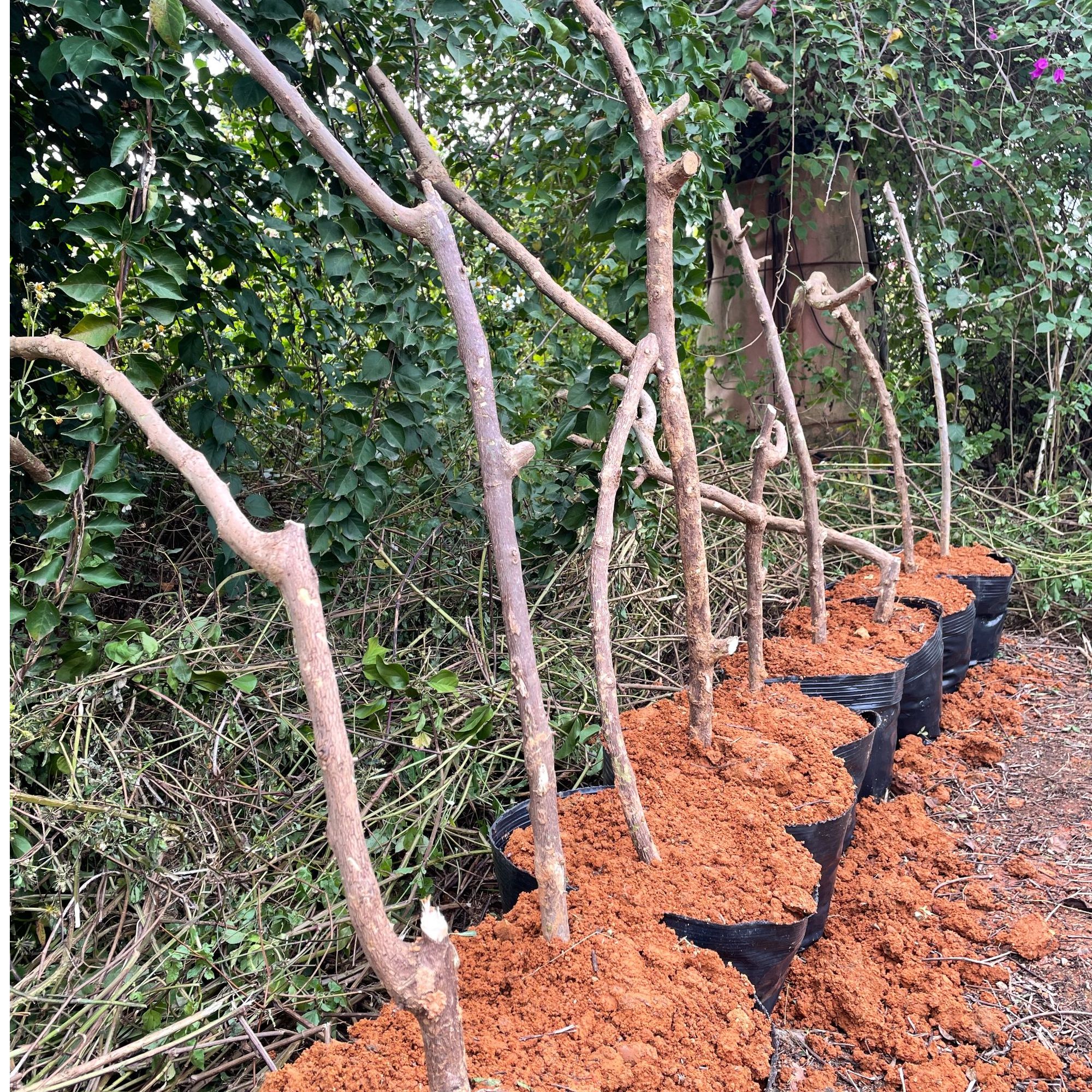 三角梅【小叶紫】扦插枝条 新手勿拍 不包售后有成活率