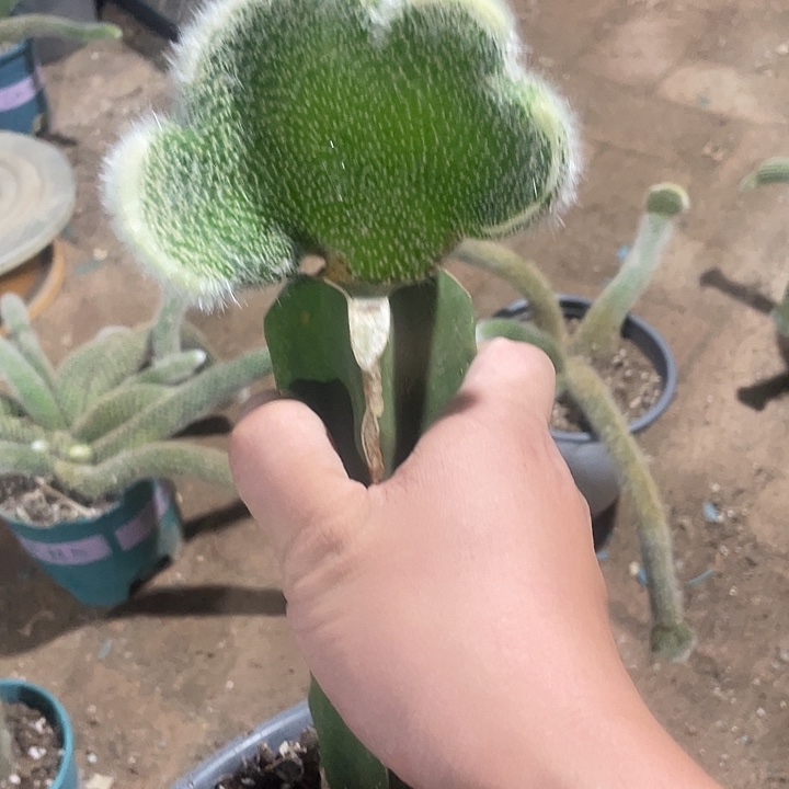 爱***主九尾狐嫁接缀化25