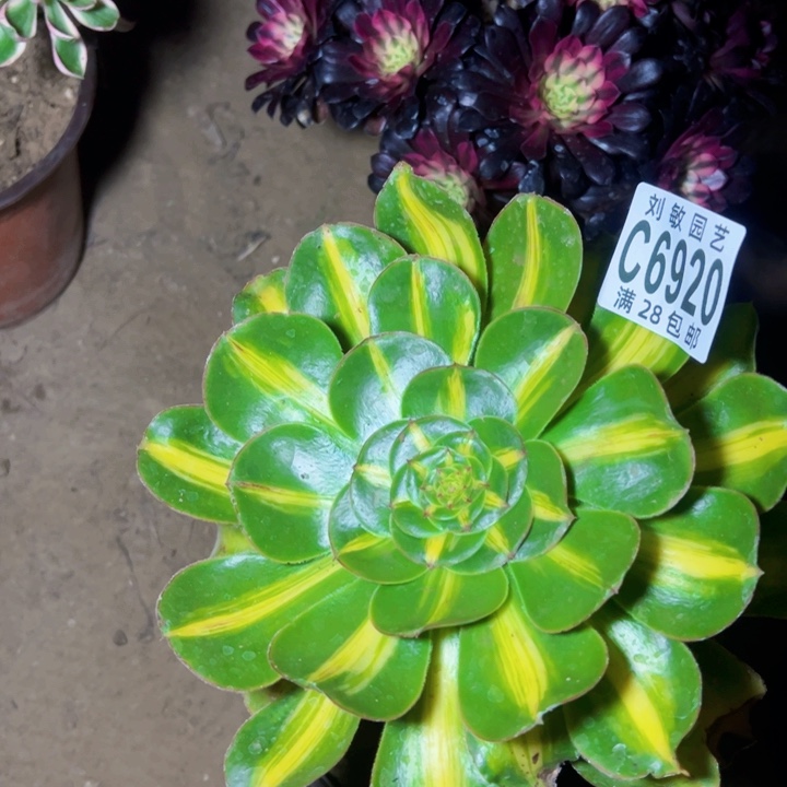 暴君多肉植物法师6920