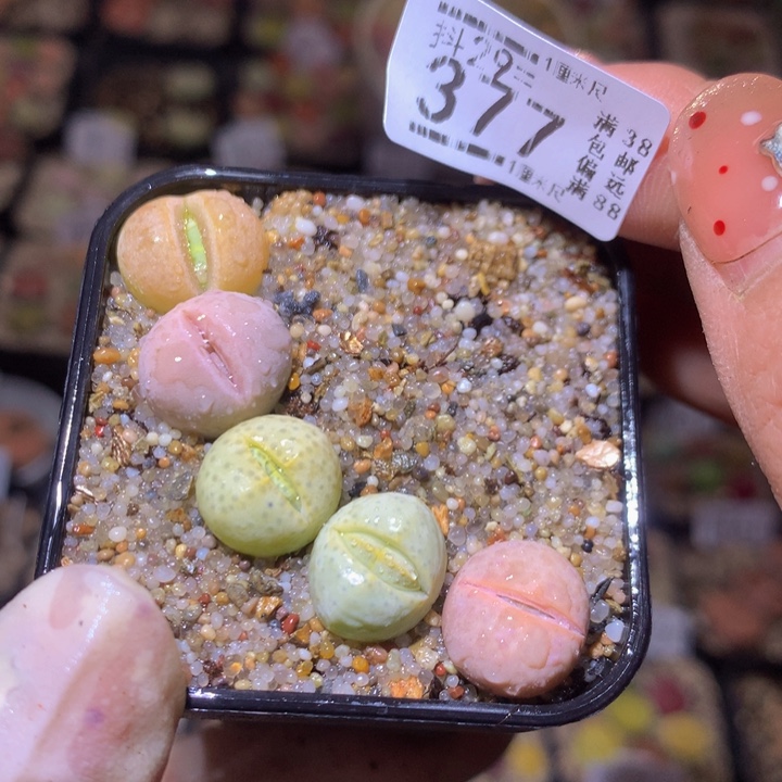 精品生生花29.377