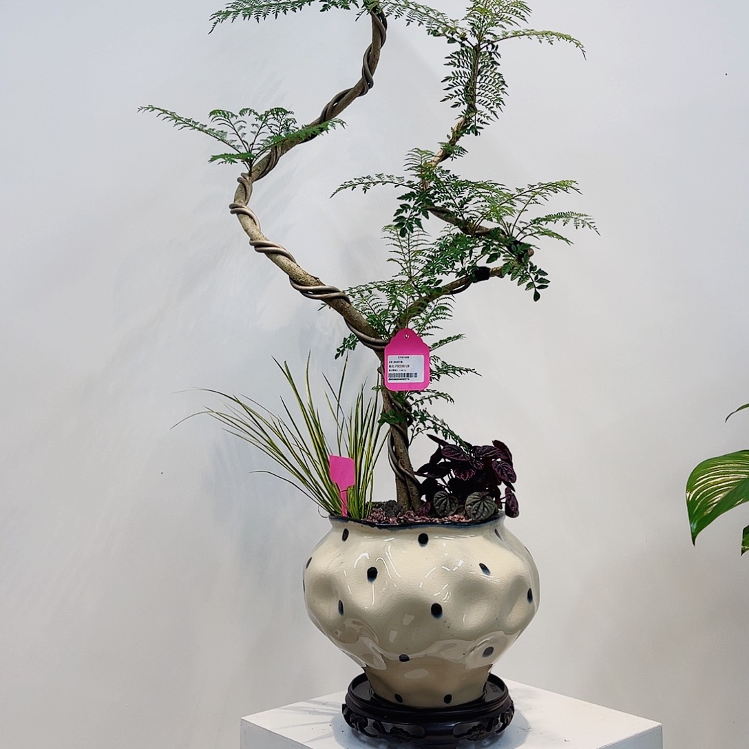 高端绿植一物一拍