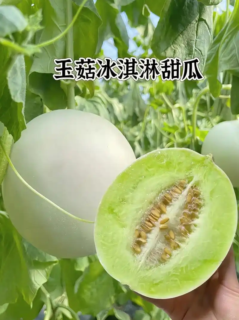 【实惠9斤】山东玉菇批发冰淇淋甜瓜当季新鲜头茬软糯香甜水果