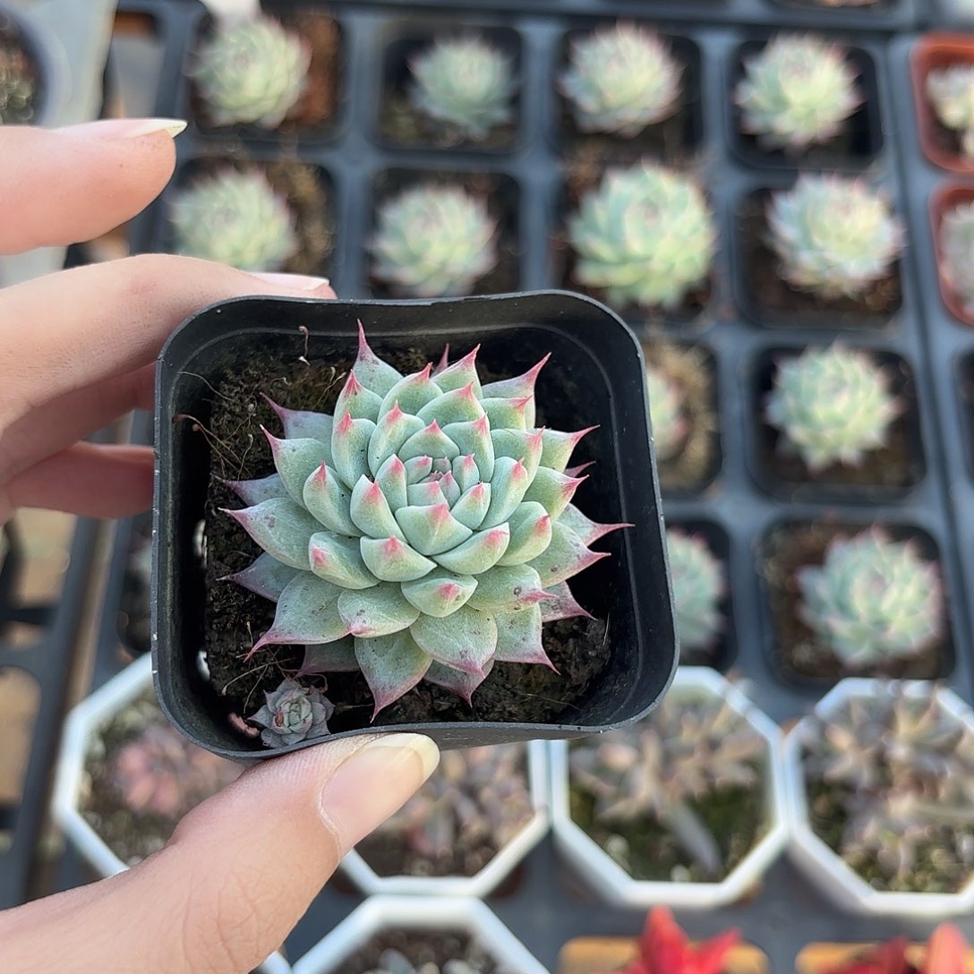 精品梦瑶多肉植物