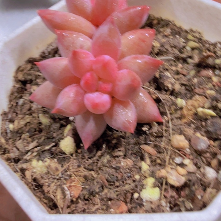 韩版虞姬美人双头一颗