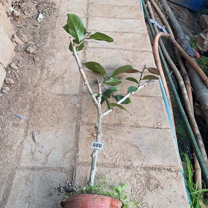 986嫁接蟹爪兰：叶仙杆3分枝