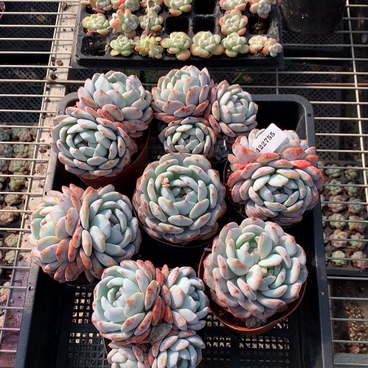 122755七个嗯嗯嗯嗯嗯嗯嗯好