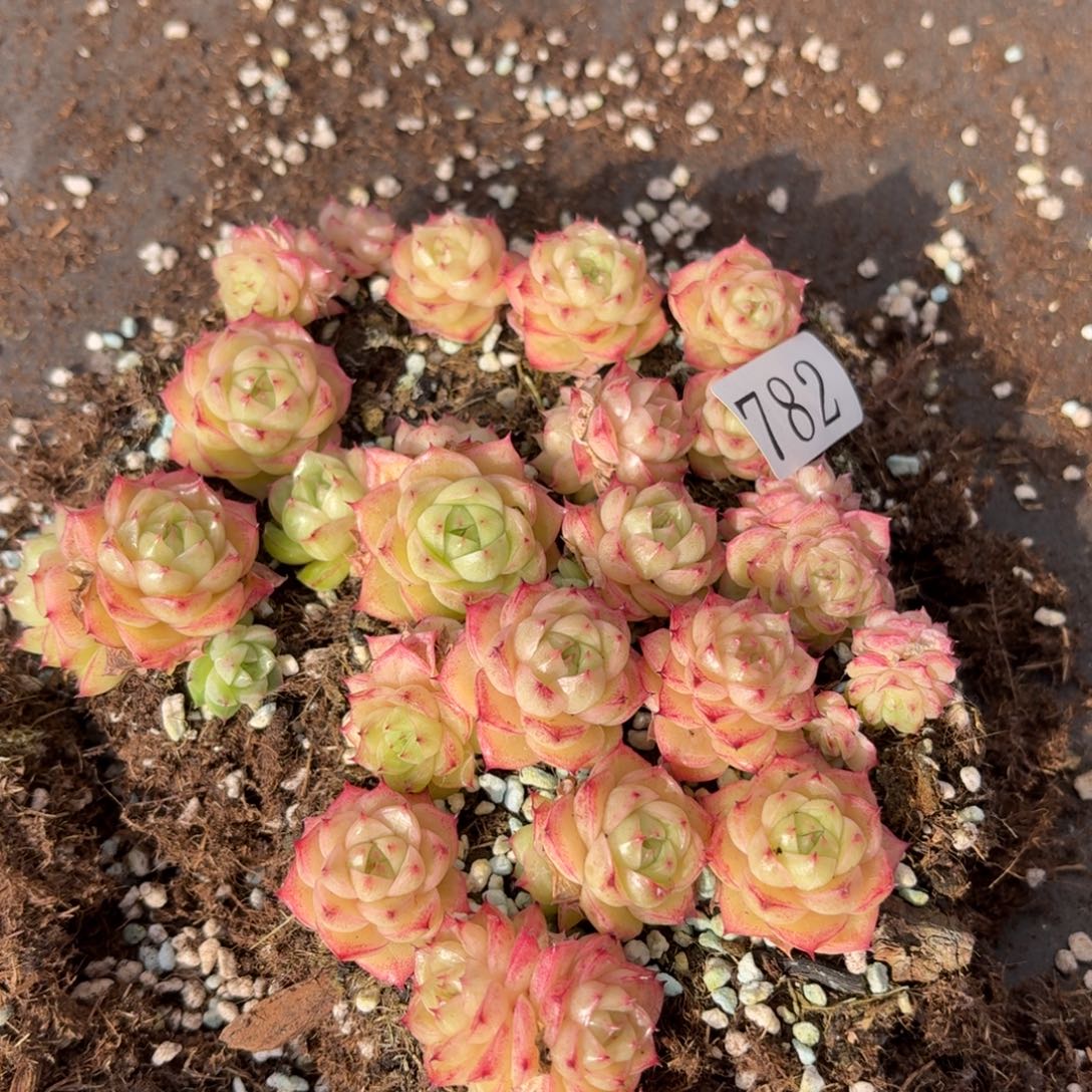 A***泪多肉植物多肉植物782