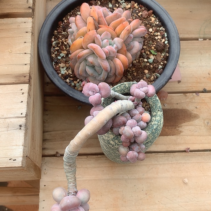 芳***琪TM馄饨诺诺呢额罗敏巨轮呢